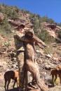 Mountain Lion Hunts 9