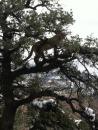 Mountain Lion Hunts 13