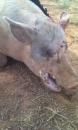 Oklahoma Hog Hunts 4