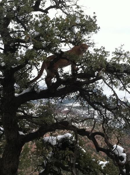 Mountain Lion Hunts 13