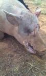 Oklahoma Hog and Predator Hunts 8