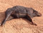 Oklahoma Hog Hunts 11